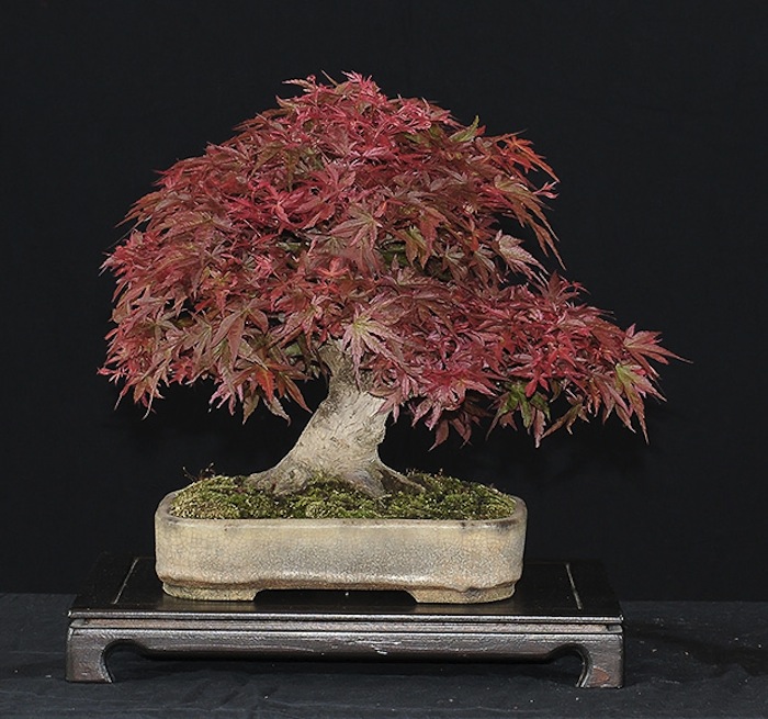 Chậu Bonsai – Bonsai Pots Chậu Bonsai – Bonsai Pots