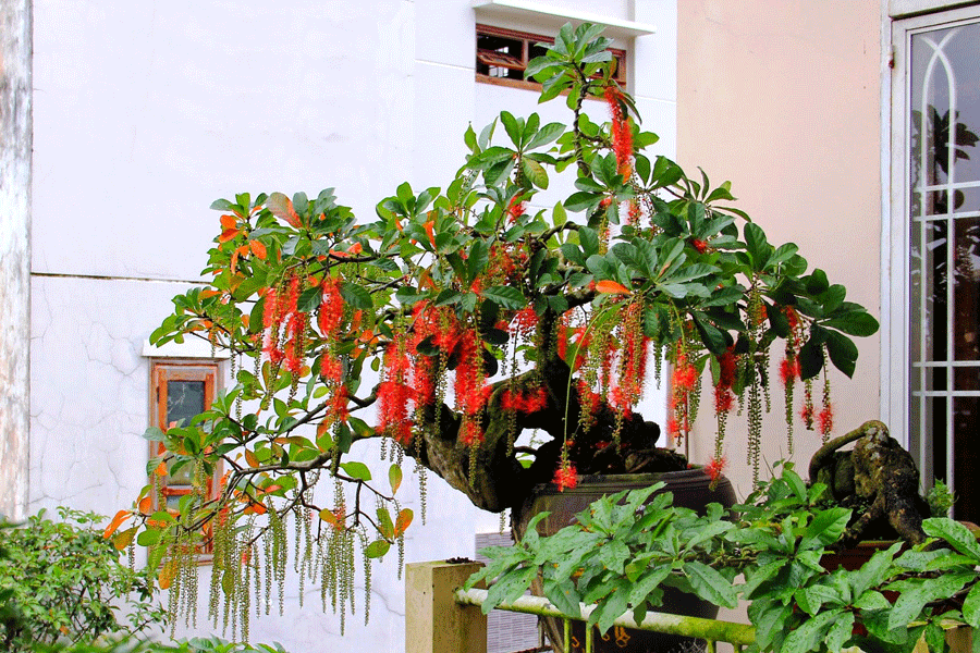 Cây cảnh bonsai Lộc vừng (Barringtonia acutangula)