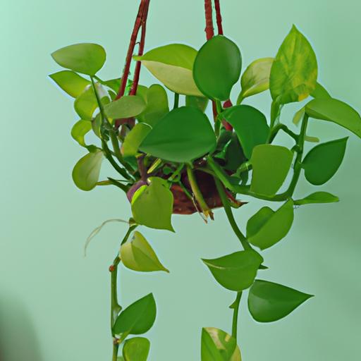 Chăm sóc và bảo quản cây trầu bà chậu treo